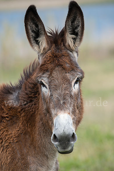 Hausesel (Equus asinus)