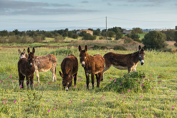 Hausesel (Equus asinus)