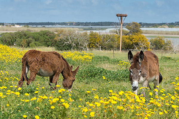 Hausesel (Equus asinus)