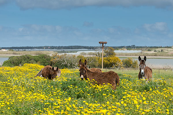 Hausesel (Equus asinus)