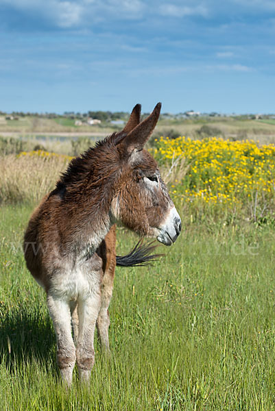 Hausesel (Equus asinus)