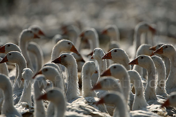 Hausgans (Anser anser f. domesticus)