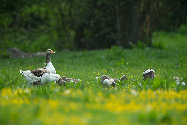 Hausgans (Anser anser f. domesticus)