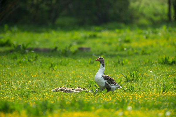 Hausgans (Anser anser f. domesticus)