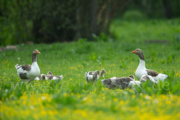 Hausgans (Anser anser f. domesticus)