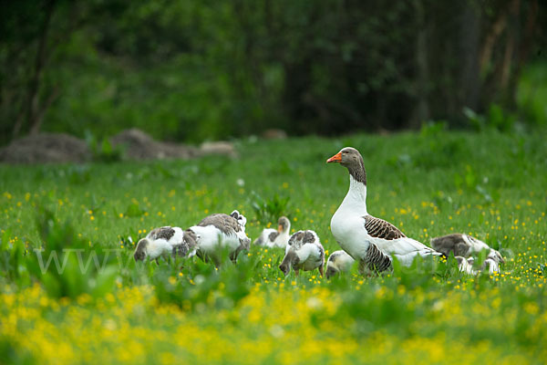 Hausgans (Anser anser f. domesticus)