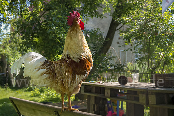 Haushuhn (Gallus gallus domesticus)