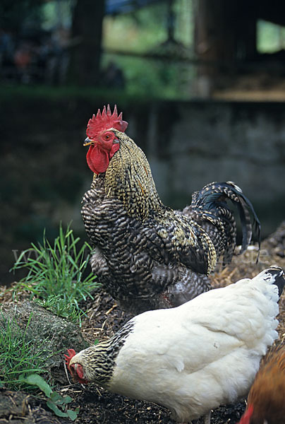 Haushuhn (Gallus gallus domesticus)