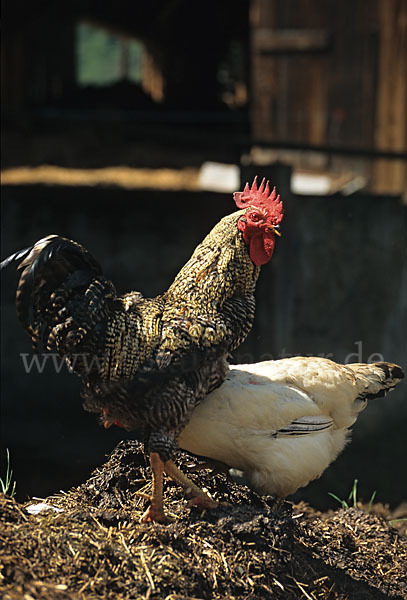 Haushuhn (Gallus gallus domesticus)