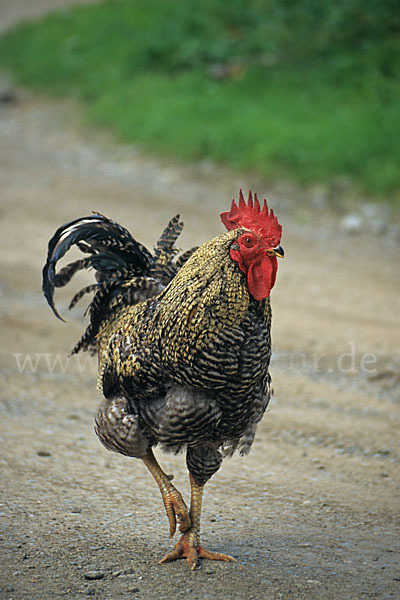 Haushuhn (Gallus gallus domesticus)