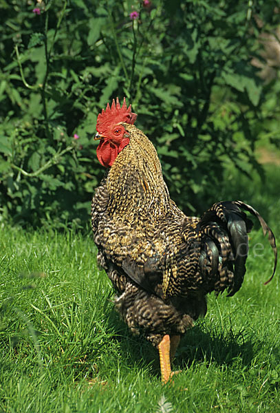 Haushuhn (Gallus gallus domesticus)