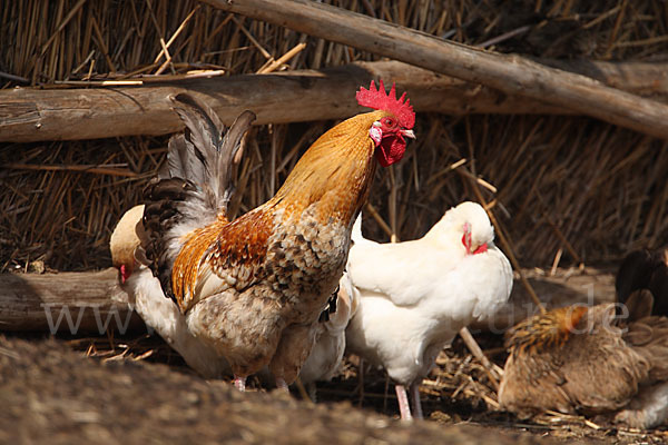 Haushuhn (Gallus gallus domesticus)