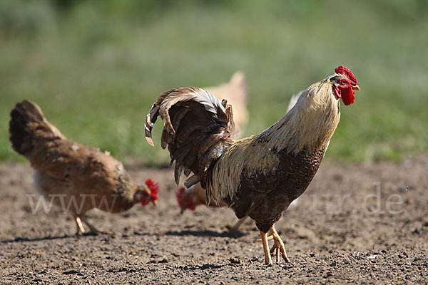 Haushuhn (Gallus gallus domesticus)