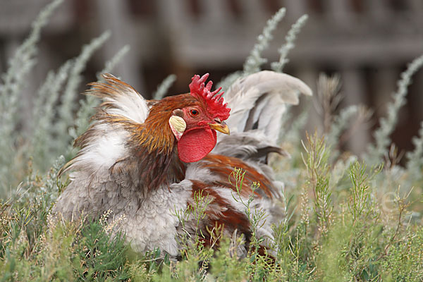 Haushuhn (Gallus gallus domesticus)