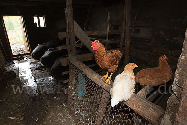 Haushuhn (Gallus gallus domesticus)