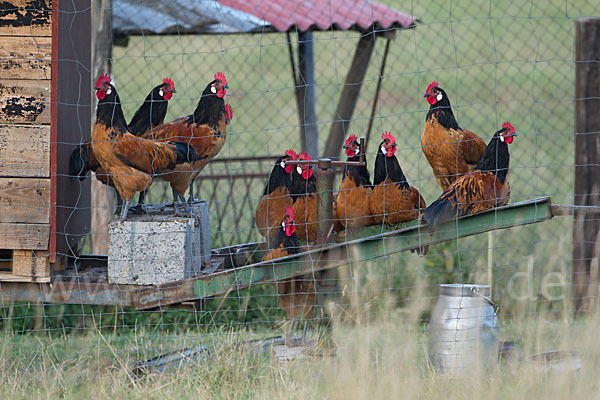 Haushuhn (Gallus gallus domesticus)