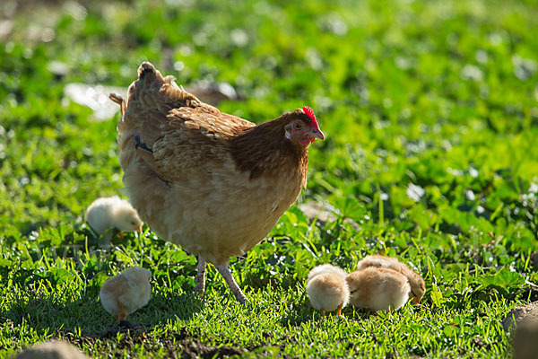 Haushuhn (Gallus gallus domesticus)