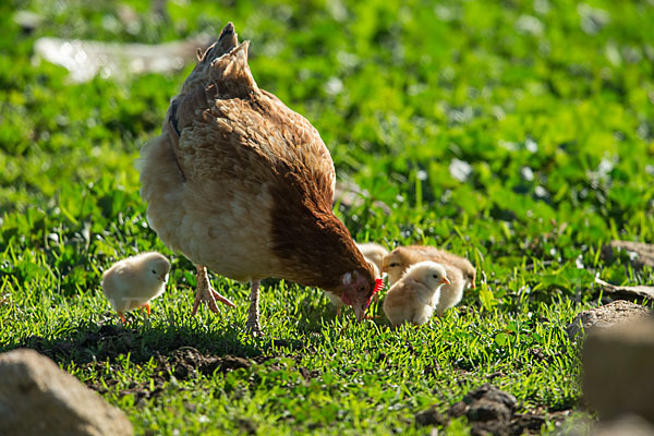 Haushuhn (Gallus gallus domesticus)