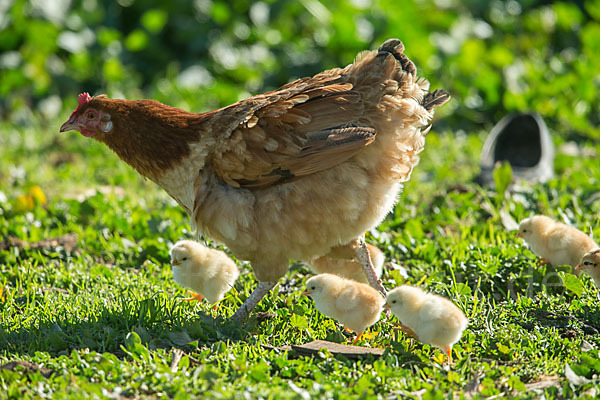 Haushuhn (Gallus gallus domesticus)