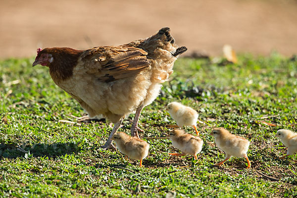 Haushuhn (Gallus gallus domesticus)