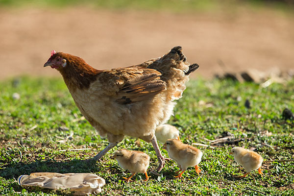 Haushuhn (Gallus gallus domesticus)