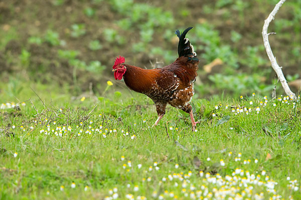 Haushuhn (Gallus gallus domesticus)