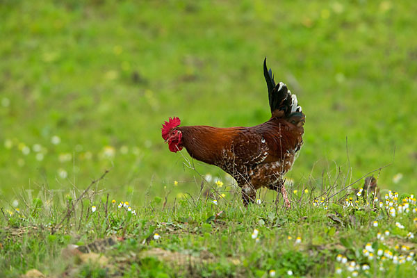 Haushuhn (Gallus gallus domesticus)