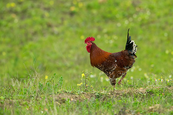 Haushuhn (Gallus gallus domesticus)