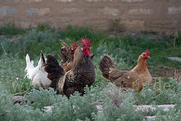 Haushuhn (Gallus gallus domesticus)