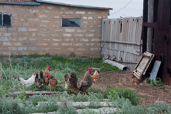 Haushuhn (Gallus gallus domesticus)