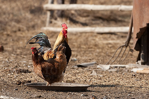 Haushuhn (Gallus gallus domesticus)