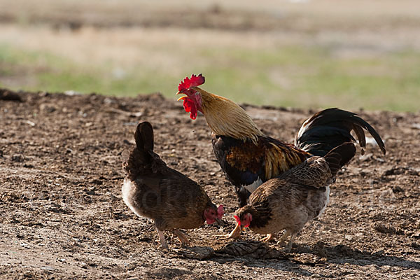 Haushuhn (Gallus gallus domesticus)