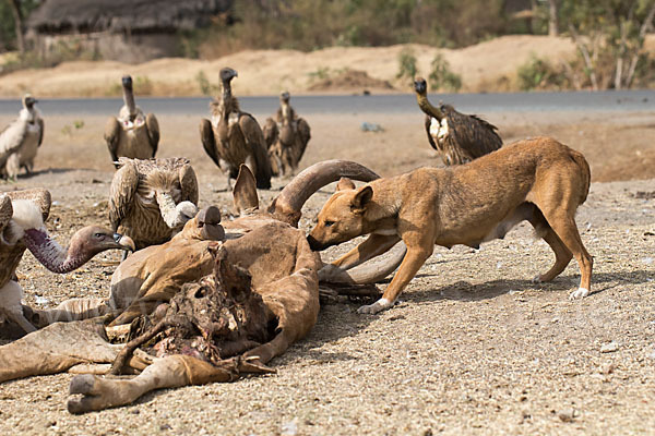 Haushund (Canis lupus familiaris)