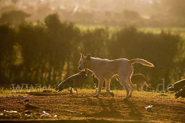 Haushund (Canis lupus familiaris)