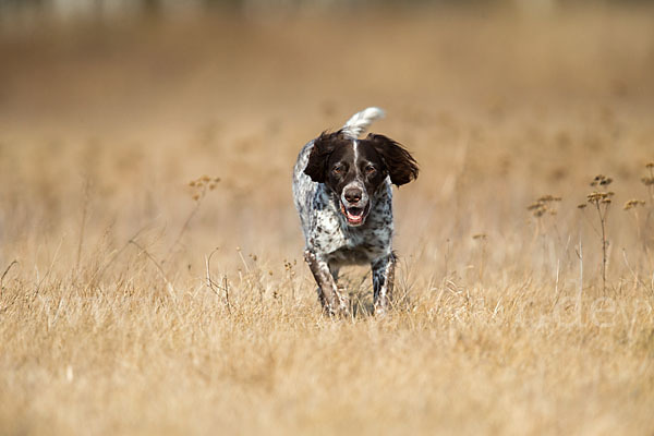 Haushund (Canis lupus familiaris)