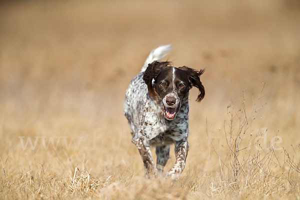 Haushund (Canis lupus familiaris)