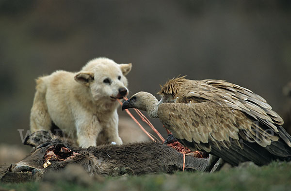 Haushund (Canis lupus familiaris)