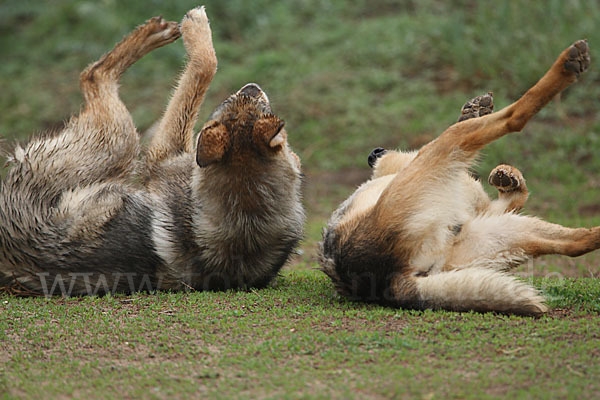 Haushund (Canis lupus familiaris)