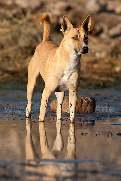 Haushund (Canis lupus familiaris)