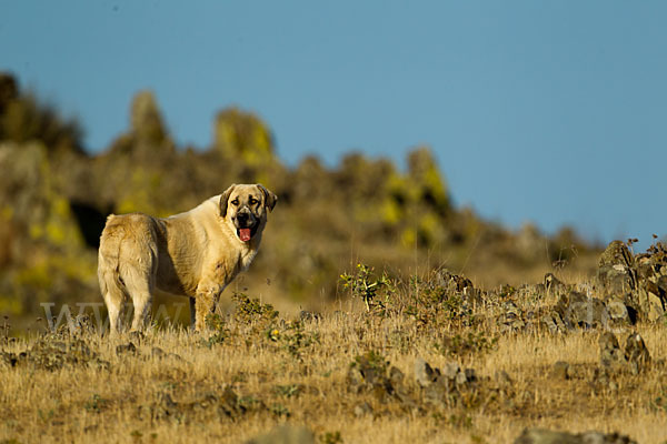 Haushund (Canis lupus familiaris)