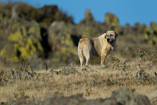 Haushund (Canis lupus familiaris)