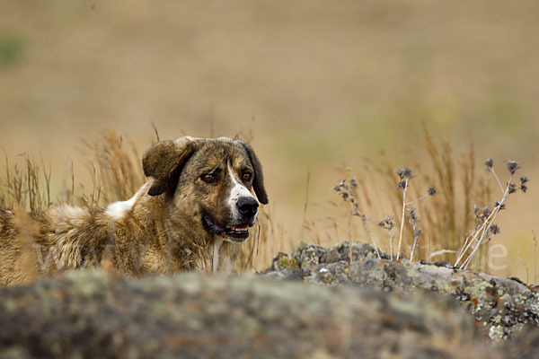 Haushund (Canis lupus familiaris)