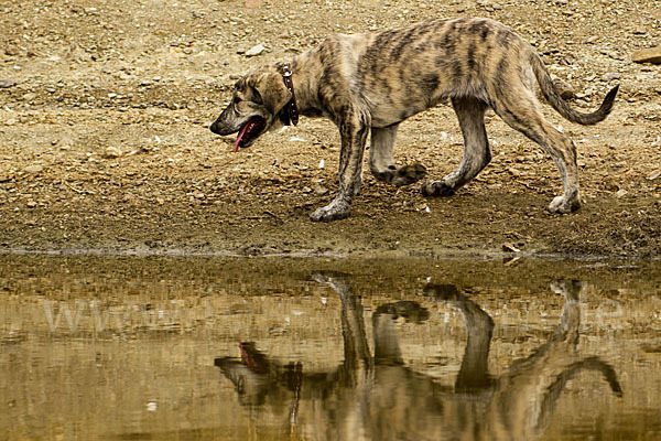 Haushund (Canis lupus familiaris)