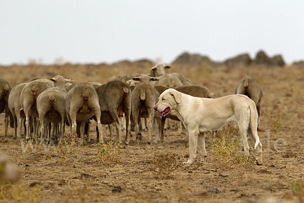 Haushund (Canis lupus familiaris)