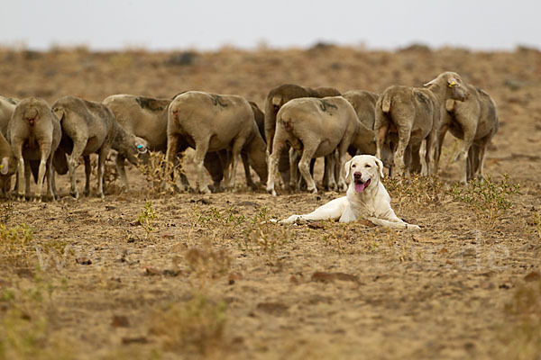 Haushund (Canis lupus familiaris)