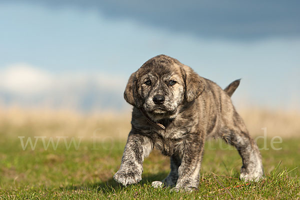 Haushund (Canis lupus familiaris)