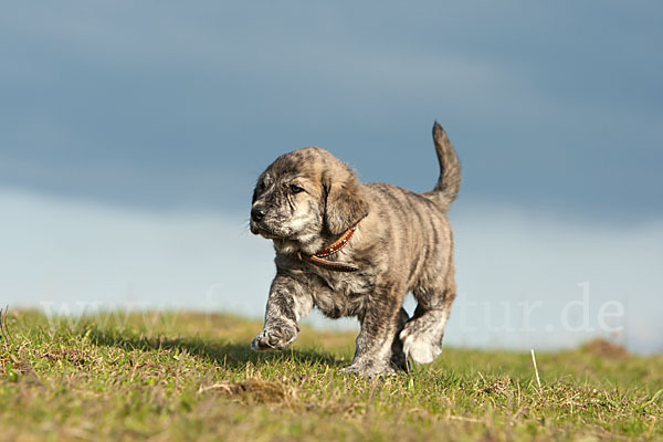 Haushund (Canis lupus familiaris)