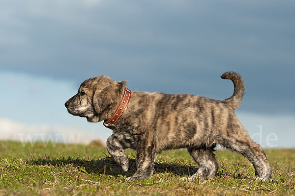 Haushund (Canis lupus familiaris)