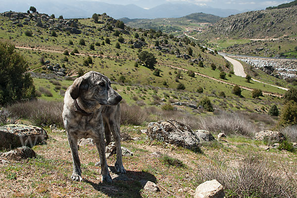 Haushund (Canis lupus familiaris)