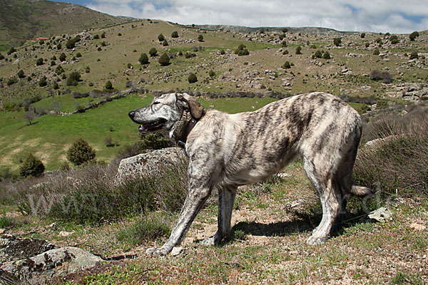 Haushund (Canis lupus familiaris)